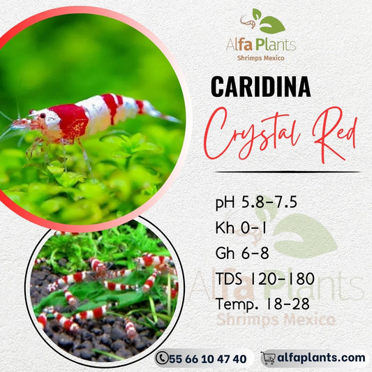 Caridina Crystal Red