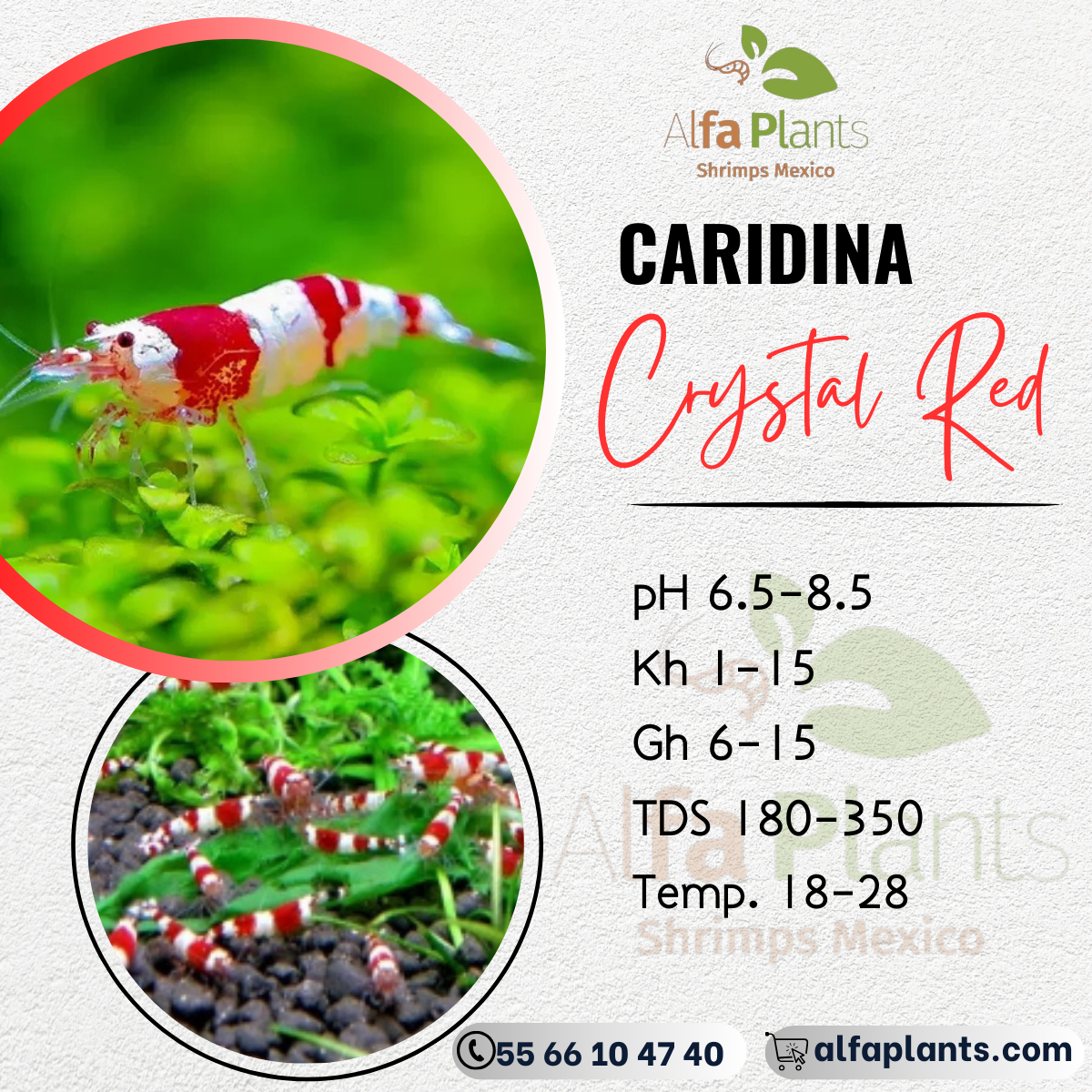 Caridina Crystal Red