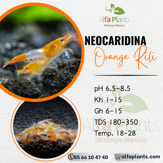 Neocaridina Orange Rili