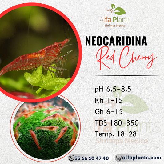 Neocaridina Red Cherry