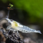 Neocaridina Snow Ball