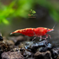 Neocaridina Red Cherry (grado alto)