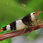 Caridina Crystal Black