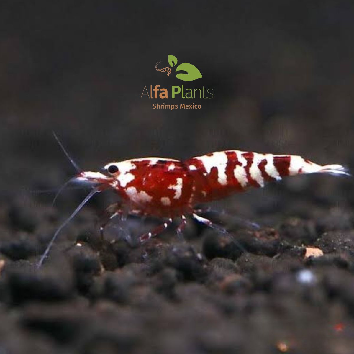 Caridina Red Pinto