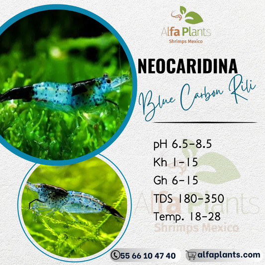 Neocaridina Blue Carbon Rili