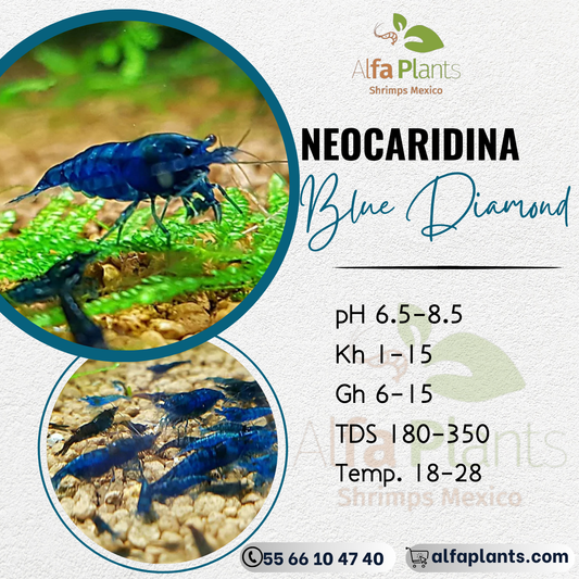 Neocaridina Blue Diamond