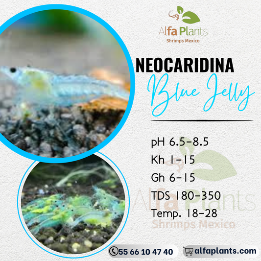 Neocaridina Blue Jelly