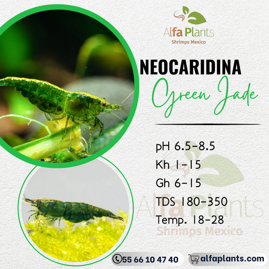 Neocaridina Green Jade