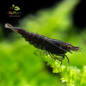 N️eocaridina Black