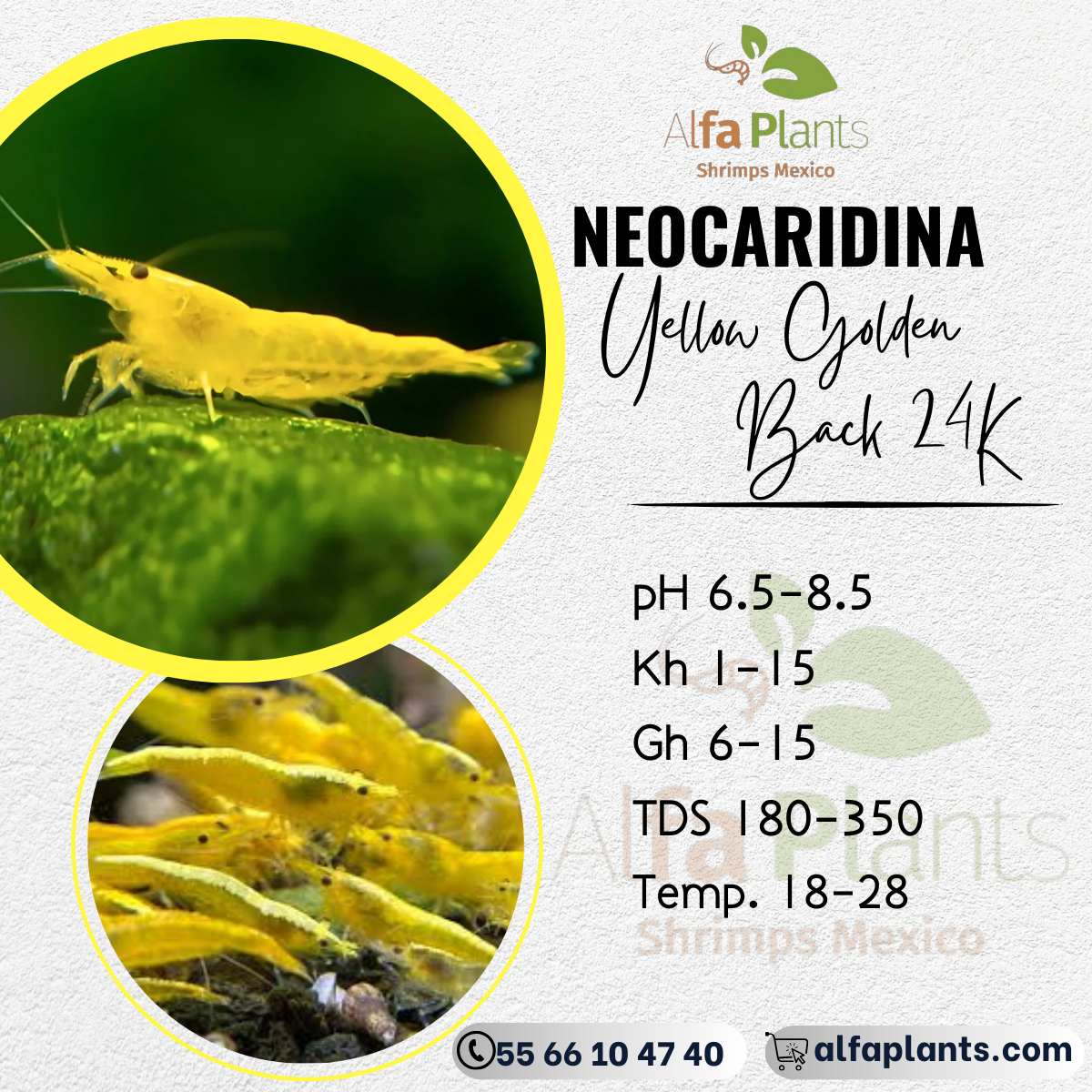 Neocaridina Yellow Golden Back 24K