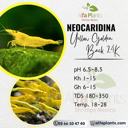 Neocaridina Yellow Golden Back 24K