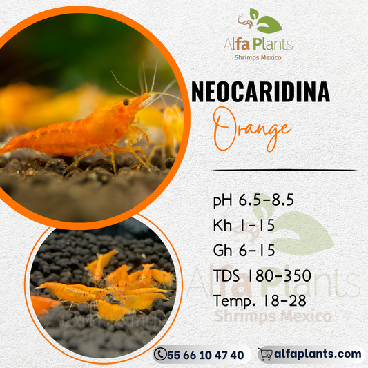 Neocaridina Orange