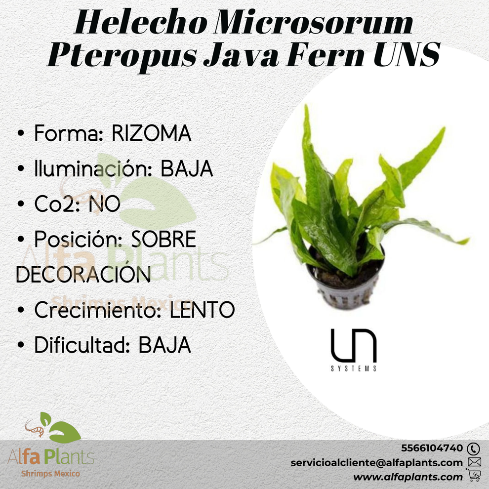 Helecho Microsorum Pteropus Java Fern – Alfa Plants Shrimps México
