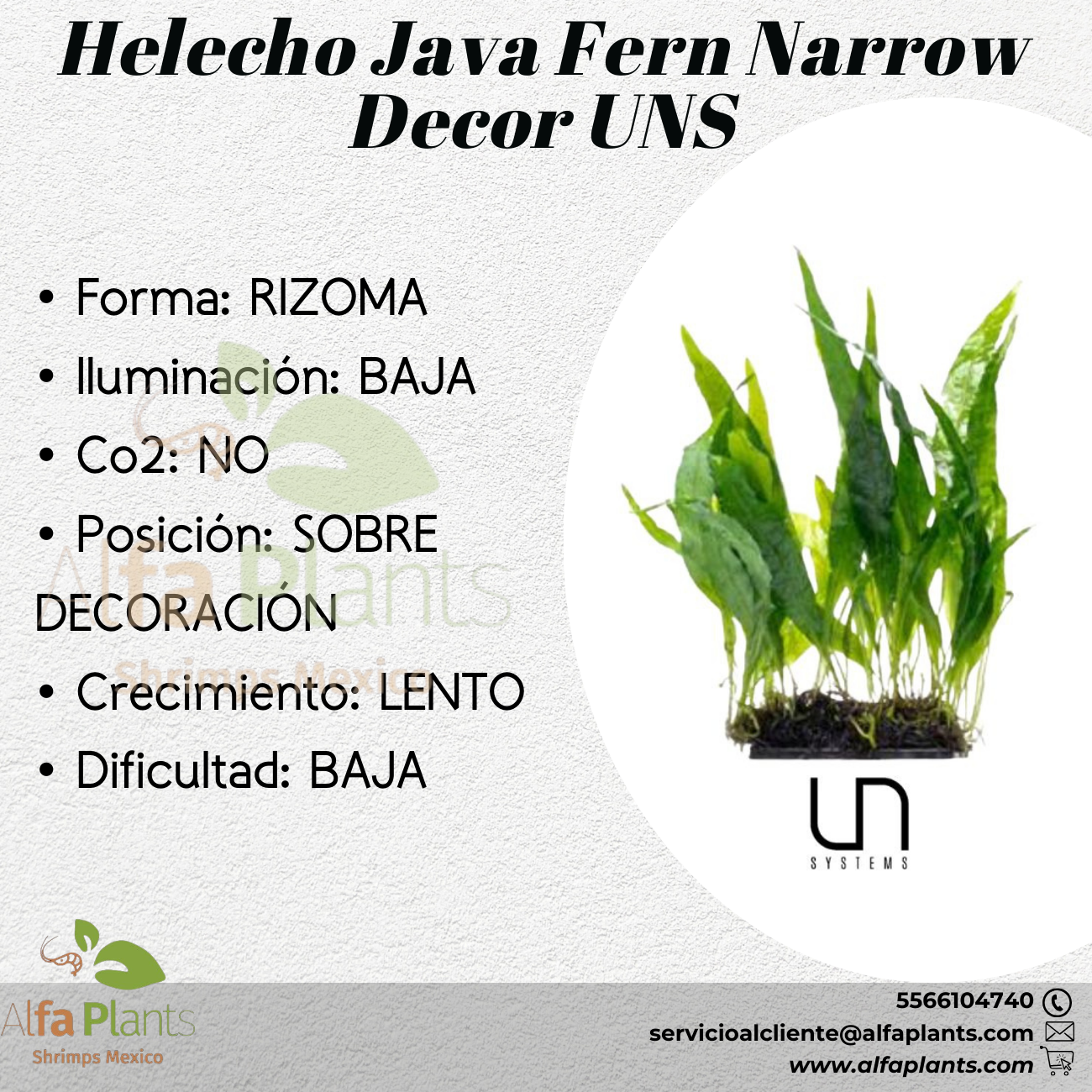 Helecho Java Fern Narrow Decor – Alfa Plants Shrimps México