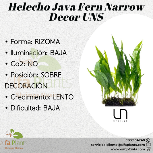 Helecho Java Fern Narrow Decor