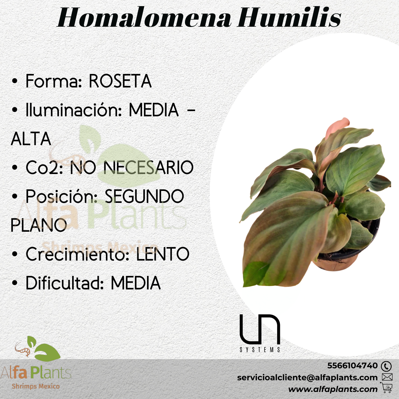 Homalomena Humilis