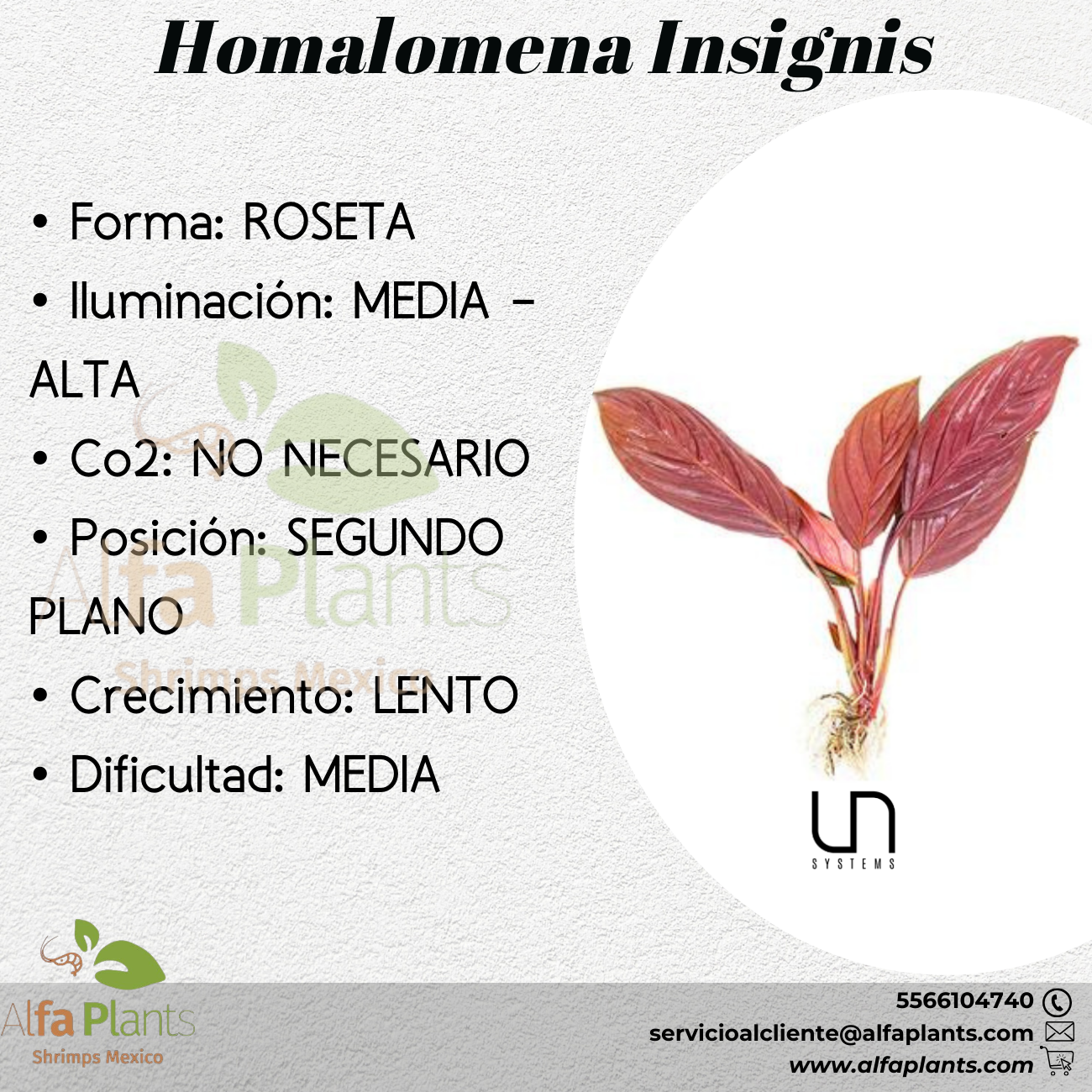 Homalomena Insignis