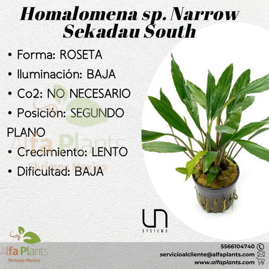 Homalomena sp. Narrow Sekadau South