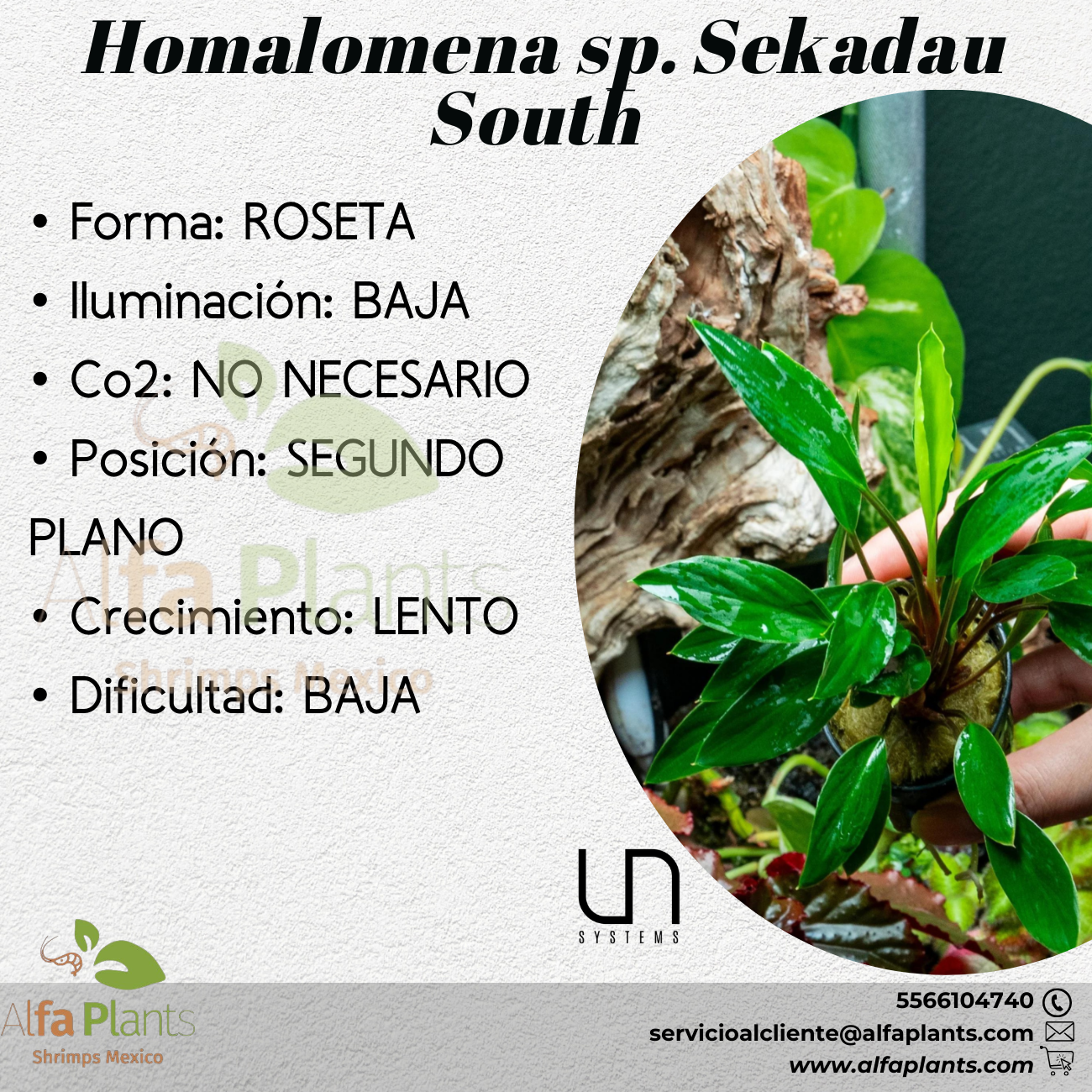 Homalomena sp. Sekadau South