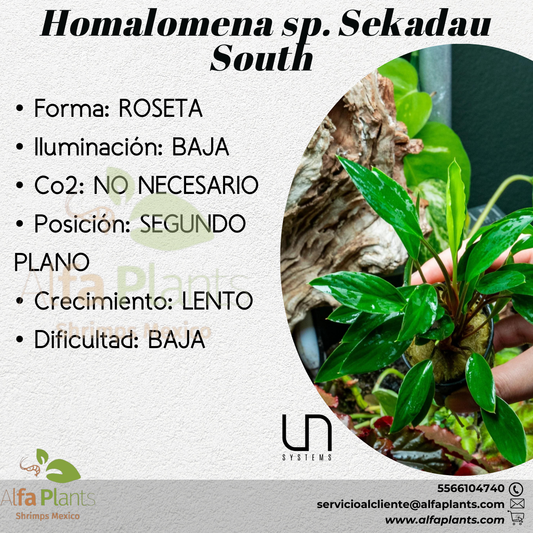 Homalomena sp. Sekadau South