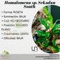 Homalomena sp. Sekadau South