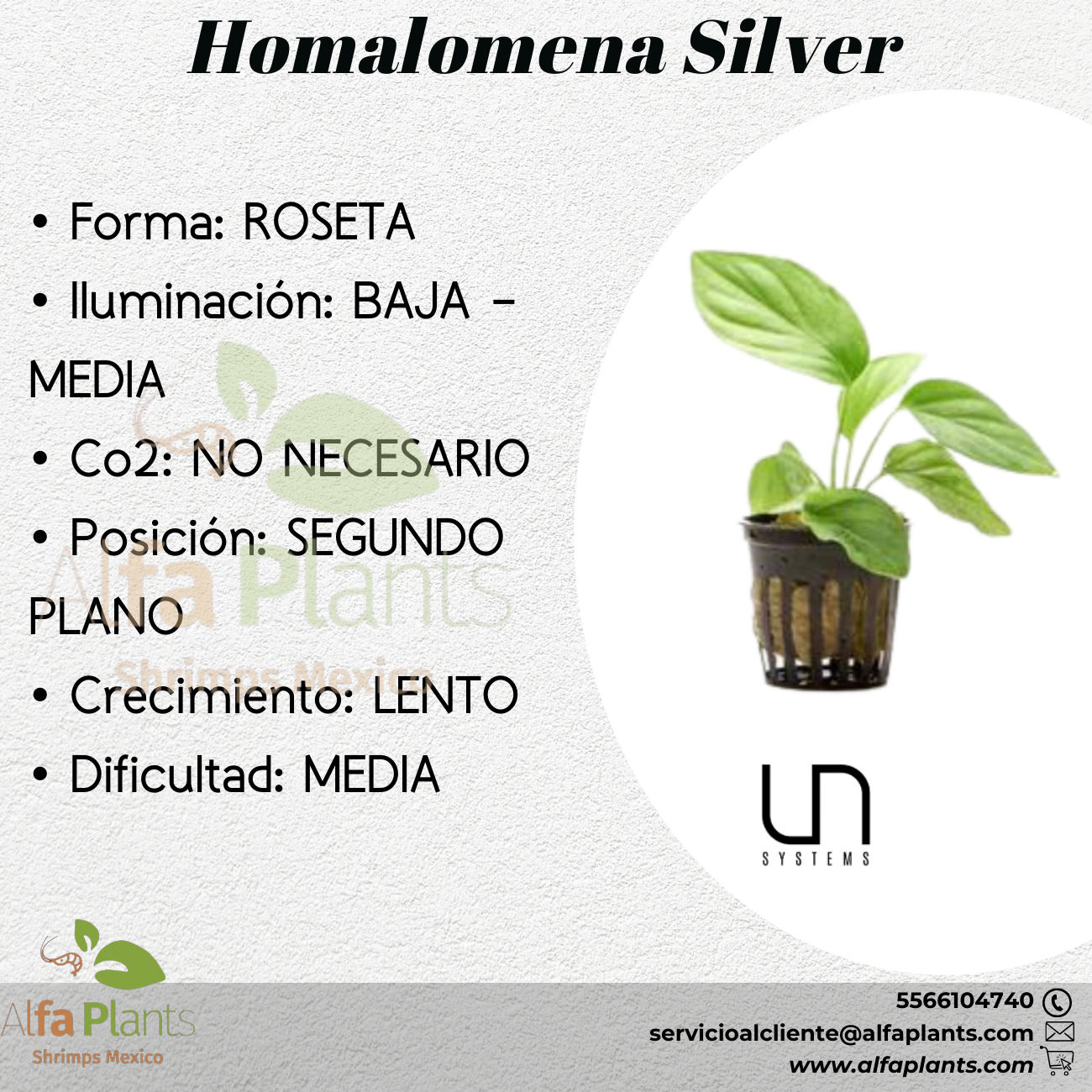 Homalomena Silver