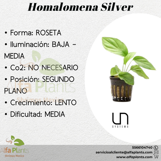 Homalomena Silver