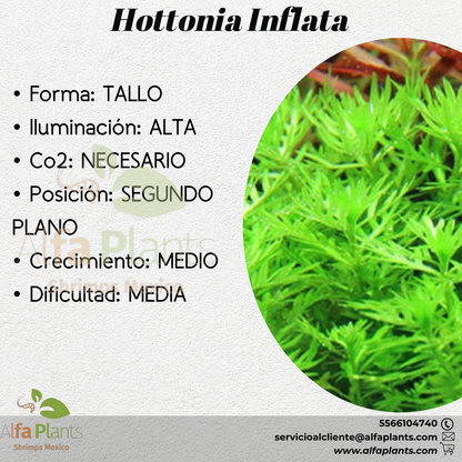 Hottonia Inflata