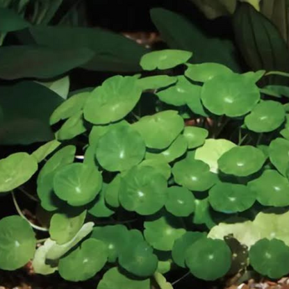 Hydrocotyle Leucocephala