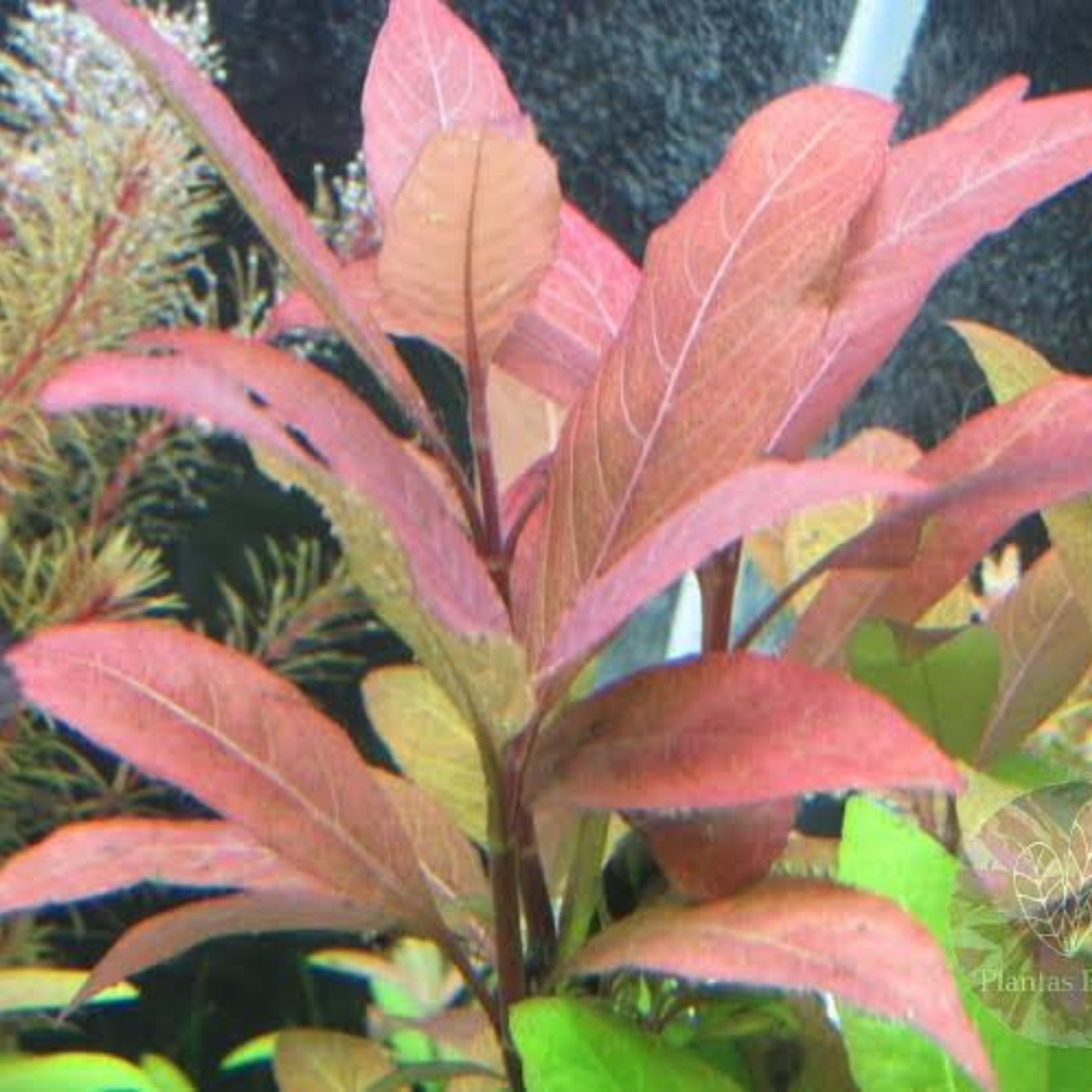 Hygrophila Corymbosa sp. Red