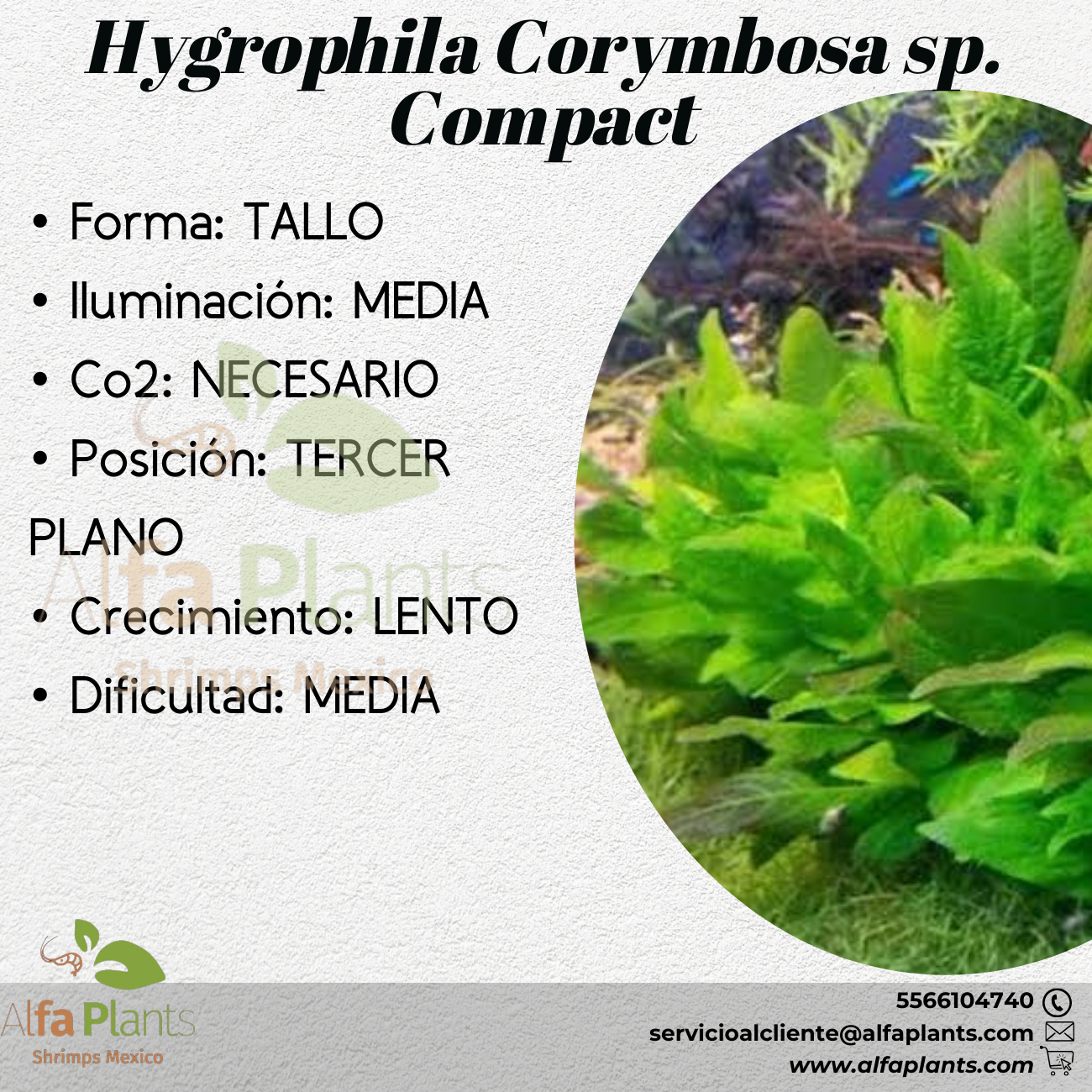 Hygrophila Corymbosa sp. Compact