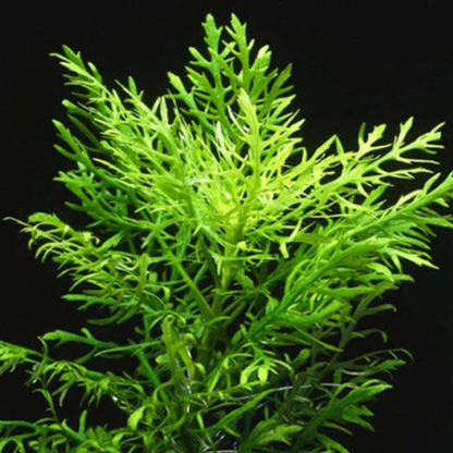 Hygrophila Difformis