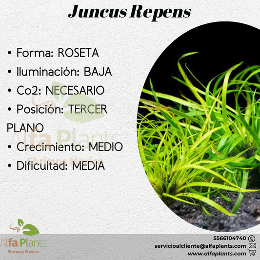 Juncus Repens