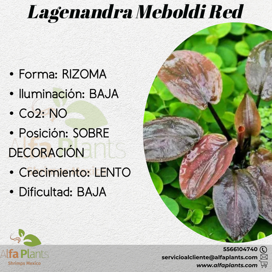 Lagenandra Meboldi Red