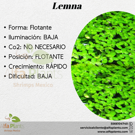 Lemna (lenteja de agua)