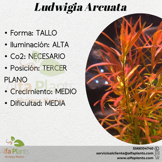 Ludwigia Arcuata