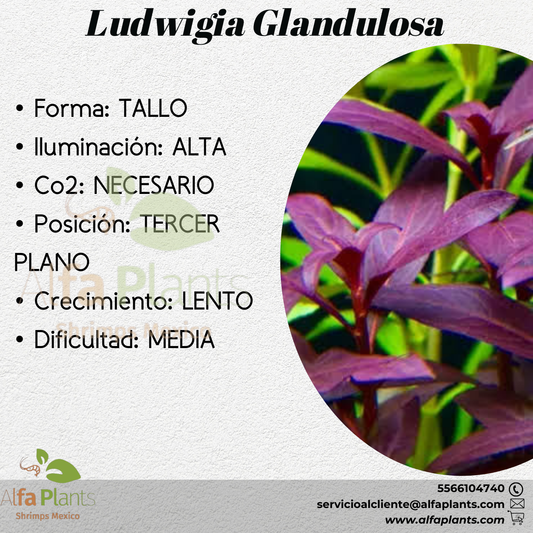 Ludwigia Glandulosa