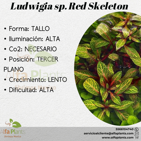 Ludwigia sp. Red Skeleton