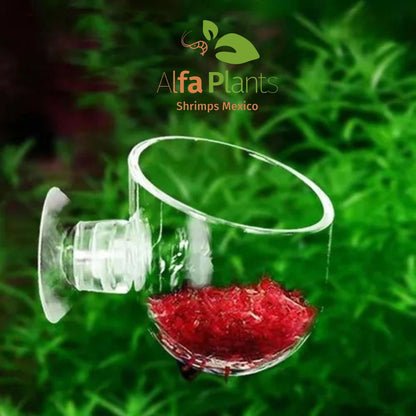 Glass Cup