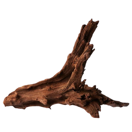 Malaysian Driftwood