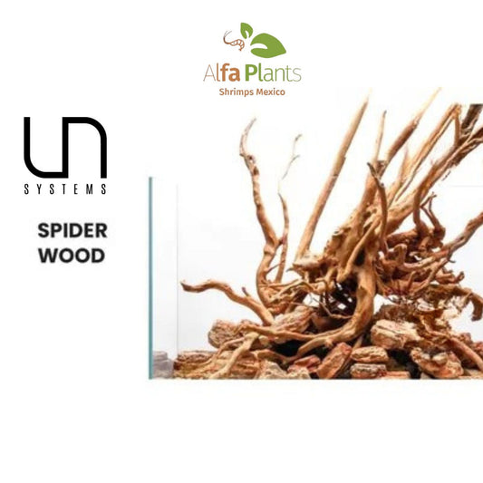 Spider Wood