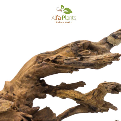 Pacific Driftwood