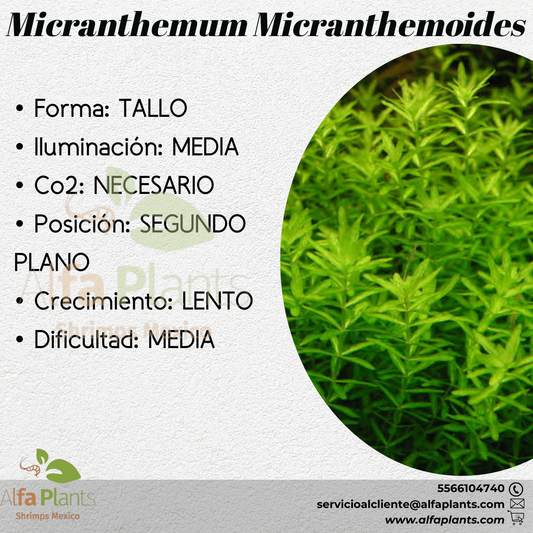 Micranthemum Micranthemoides