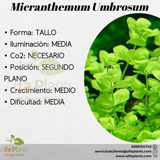 Micranthemum Umbrosum