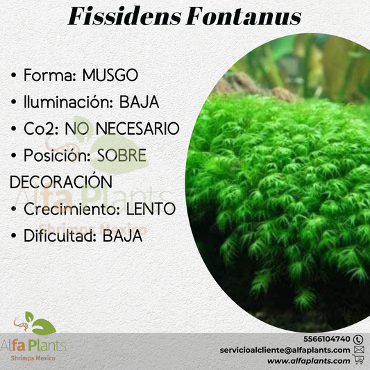 Fissidens Fontanus