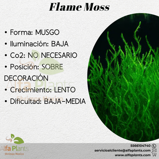 Flame Moss