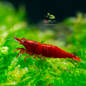 Neocaridina Bloody Mary