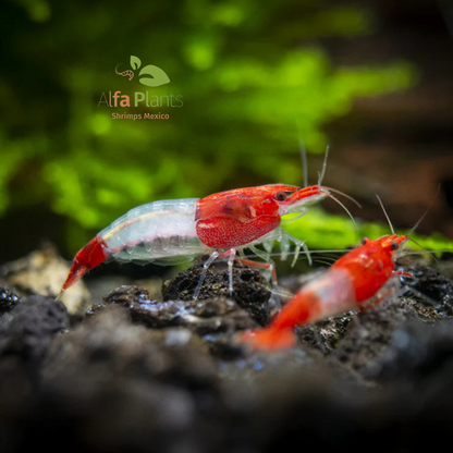 Neocaridina Red Rili