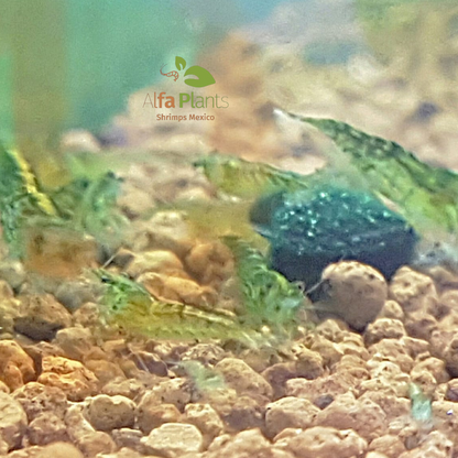 Neocaridina Green Jelly