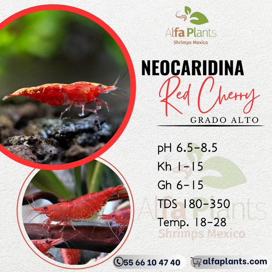 Neocaridina Red Cherry (grado alto)